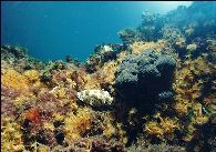 Foto 1 diving alghero, NAUTISUB